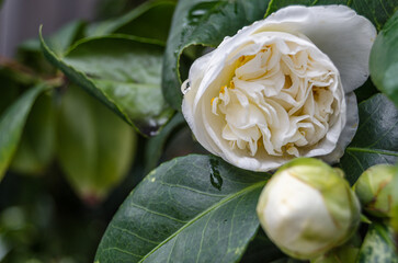 White camellias in bloom