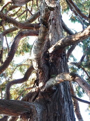 Tree branches growing in nature