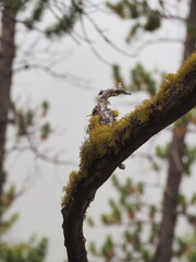 Moss growing on a tree branch