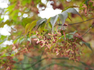 Leaves getting ready to fall from a tree
