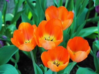 Fototapeta premium Orange tulips blooming in nature