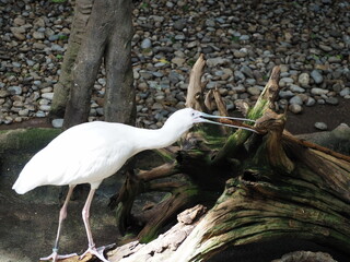 White bird looking for food