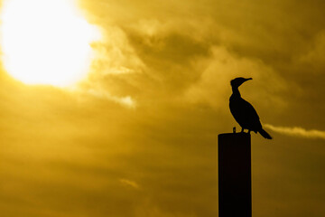 夕日と野鳥のシルエット