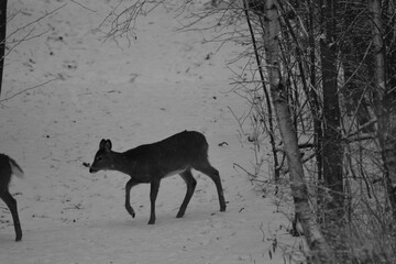 Victoriaville 31 Décembre 2023- N&B