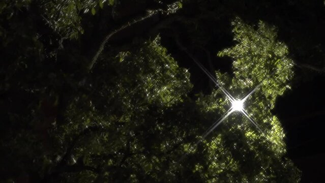 Tokyo, Japan - January 1, 2024: Leaves rustling in the strong wind in the night