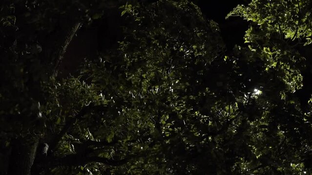 Tokyo, Japan - January 1, 2024: Leaves rustling in the strong wind in the night