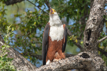 African fish eagle - Haliaeetus vocifer - perched, calling with dark green background. Photo from Chobe National Park in Bostwana