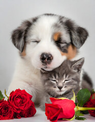 puppy with kitten and flowers