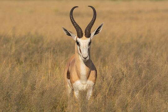 Springbok, springbuck - Antidorcas marsupialis buck in dried yellow grass. Photo from the Central Kalahari Game Reserve at Kalahari Desert in Botswana.