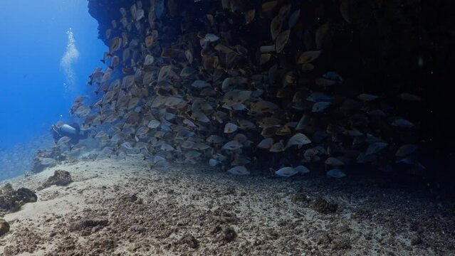 Fantastic Shoal of fish in the pass of TIPUTA in the Atoll of Rangiroa in the French Polynesia in the middle of the South Pacific