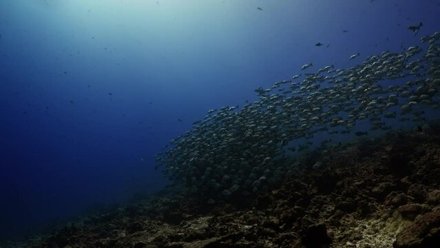 Fantastic Shoal of fish in the pass of TIPUTA in the Atoll of Rangiroa in the French Polynesia in the middle of the South Pacific