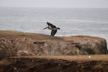pelican flying near a shore