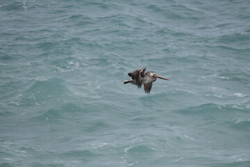 pelican flying near a shore
