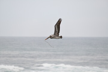 Fototapeta na wymiar pelican flying near a shore