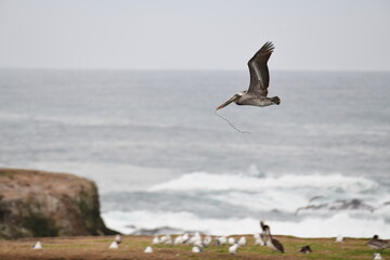 pelican flying near a shore