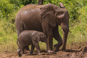 African bush elephant - Loxodonta africana also known as African savanna elephant mother and calf in mud.. Photo from Chobe National Park in Botswana.