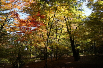 Naklejka premium 紅葉している木々に日の光が当たっている様子