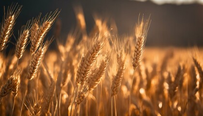 Fototapeta premium Golden hour closeup of wheat ear - cultivated field at dawn or dusk
