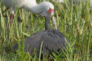Black heron - Egretta ardesiaca - covering the water with wings. Photo from Okavonga Delta in Bostwana.