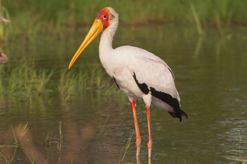 Yellow-billed stork, wood stork or wood ibis - Mycteria ibis staning in water at green background. Photo from Okavongo Delta in Botswana.