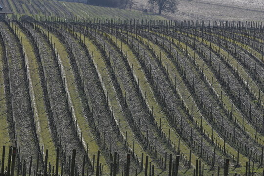 vineyard in autumn