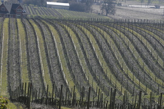 vineyard in autumn