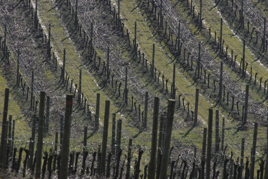 vineyard in autumn
