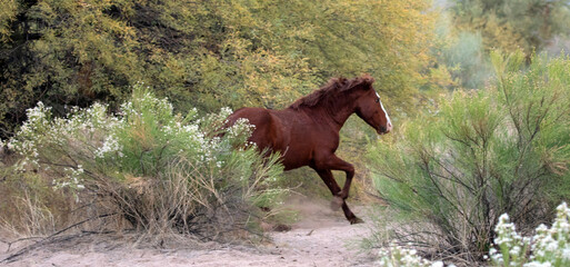 Red bay wild horse stallion galloping in the Salt River Wild Horse management area near Mesa...