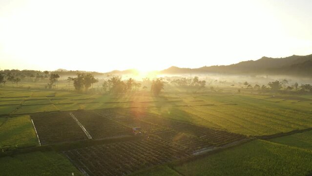 sunrise aerial video of sunny ricefields and palm trees