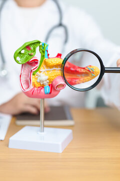 Doctor with human Pancreatitis anatomy model with Pancreas, Gallbladder, Bile Duct, Duodenum, Small intestine and magnifying glass. Pancreatic cancer, acute pancreatitis and Digestive system