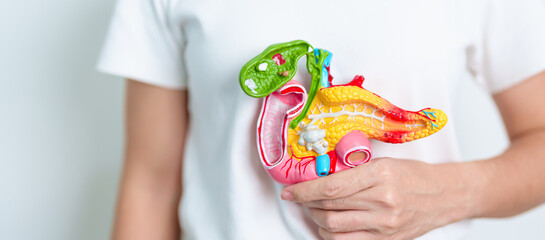 Woman holding human Pancreatitis anatomy model with Pancreas, Gallbladder, Bile Duct, Duodenum,...
