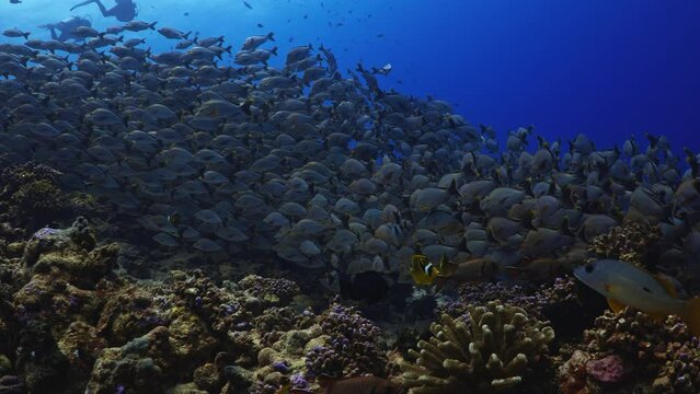 Fantastic Shoal of fish in the pass of TIPUTA in the Atoll of Rangiroa in the French Polynesia in the middle of the South Pacific