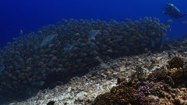 Fantastic Shoal of fish in the pass of TIPUTA in the Atoll of Rangiroa in the French Polynesia in the middle of the South Pacific
