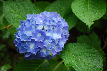 梅雨時期の紫陽花
