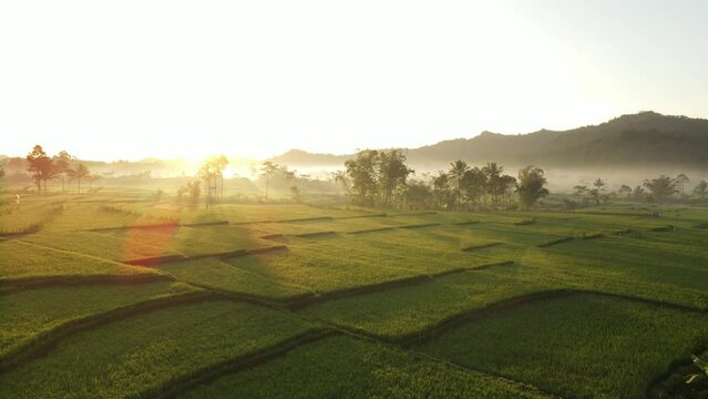 sunrise aerial video of sunny ricefields and palm trees