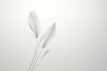 Fototapeta na wymiar Abstract softness object feather soft background pattern fluffy nature white bird
