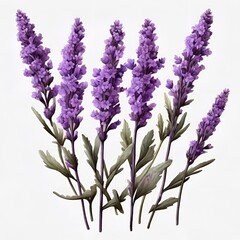 lavender flowers isolated on white,purple,nature,plant,garden,spring,flowers,Ai generated 
