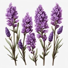 bunch of lavender,flower,purple,nature;plant,garden,flowers,Ai generated 