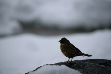 Silhouette of a bird in the snow