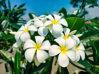 Beautiful and Colorful Frangipani Flowers