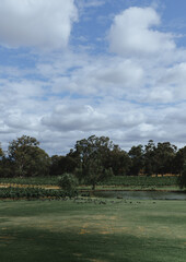 Birds on grass next to a lake in a wineyard