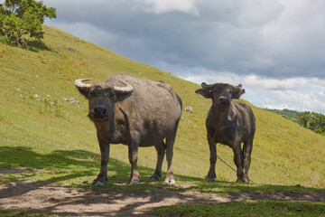 buffaloes, sunny day, panoramic view of a tropical island with mountains