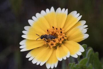 Close up of insect on Coastal Tidytips flower.