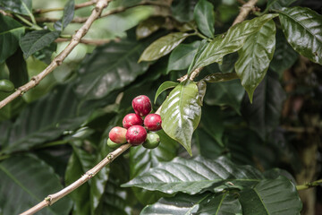 Granos maduros de café orgánico - Chanchamayo, Junín, Perú	
