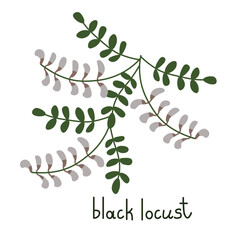 Black locust illustration