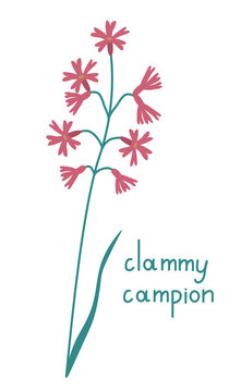Clammy campion illustration