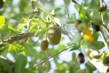 Fruit of jackfruit on the tree in the garden, Thailand.