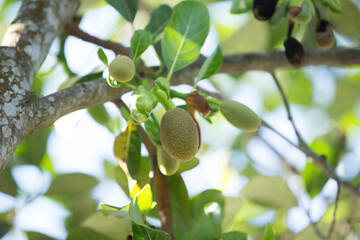 Fruit of jackfruit on the tree in the garden, Thailand.