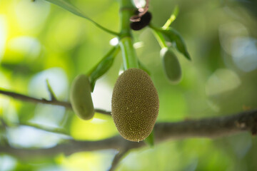 Fruit of jackfruit on the tree in the garden, Thailand.