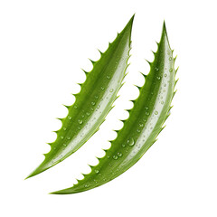 Two leaves of aloe vera on a white isolated background